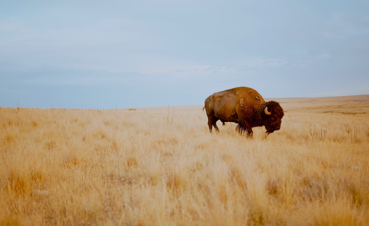 400.000 Kunden, 10 Millionen Umsatz – der Aufstieg der Krypto-App Bison – FinanceFWD