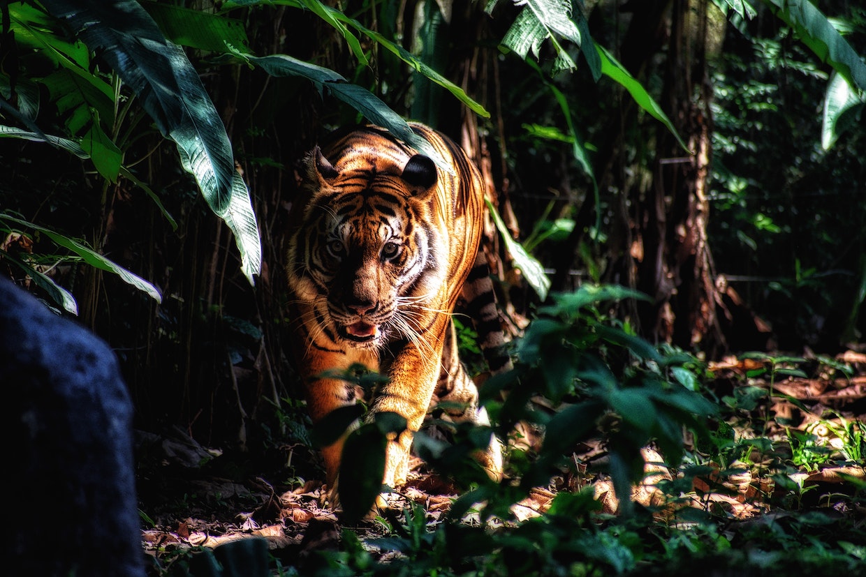 Tiger Global, Softbank, Coatue: Wie aggressive Wachstumsinvestoren die Fintech-Szene bestimmen – FinanceFWD
