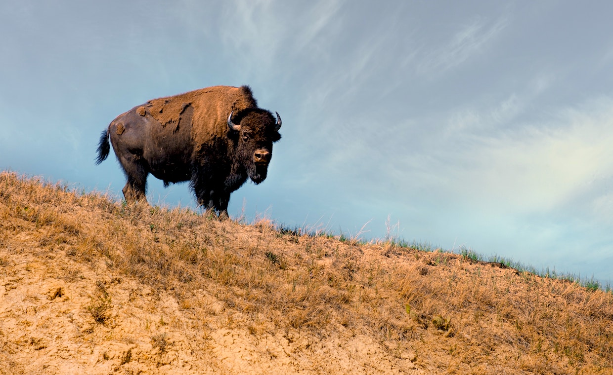 Krypto-App Bison erzielt 40 Millionen Euro Umsatz – und expandiert – FinanceFWD